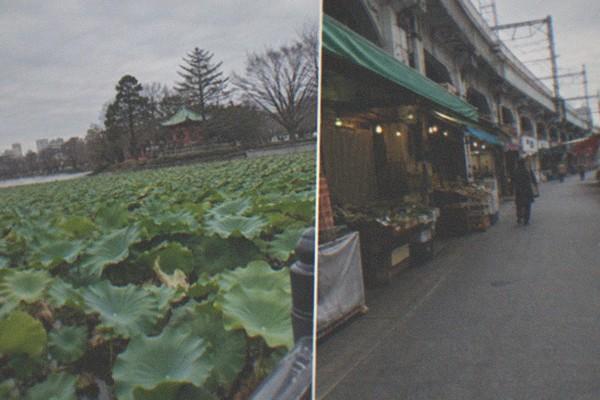 Ueno Park: Samurai, Temples, and the Origin of Modern Tokyo