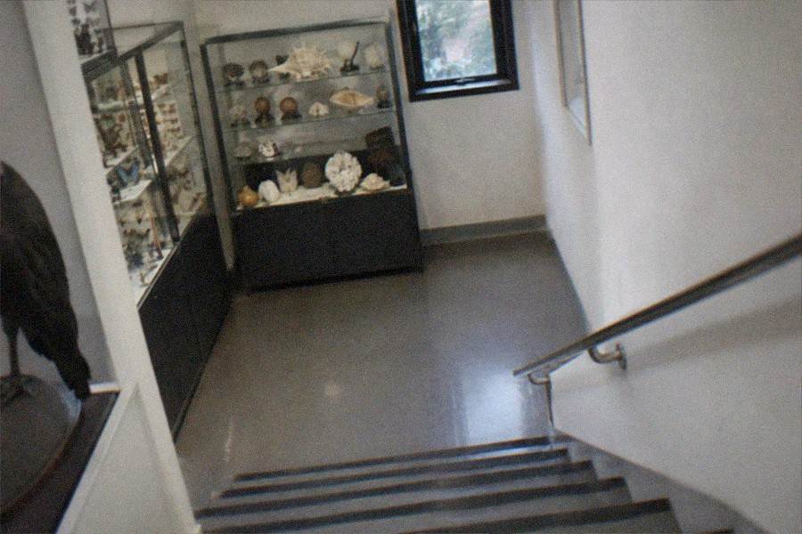 An exhibition case of preserved parasite specimens on display inside the Meguro Parasitological Museum